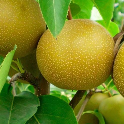 Сажанец Азиатская груша Миллениум красивая бронзовая шкурка суперсочный сорт (175140)