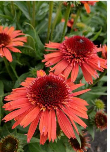 Рослина вулична Ехінацея Carrot Cake напівпродукт касетна розсада (26485586)