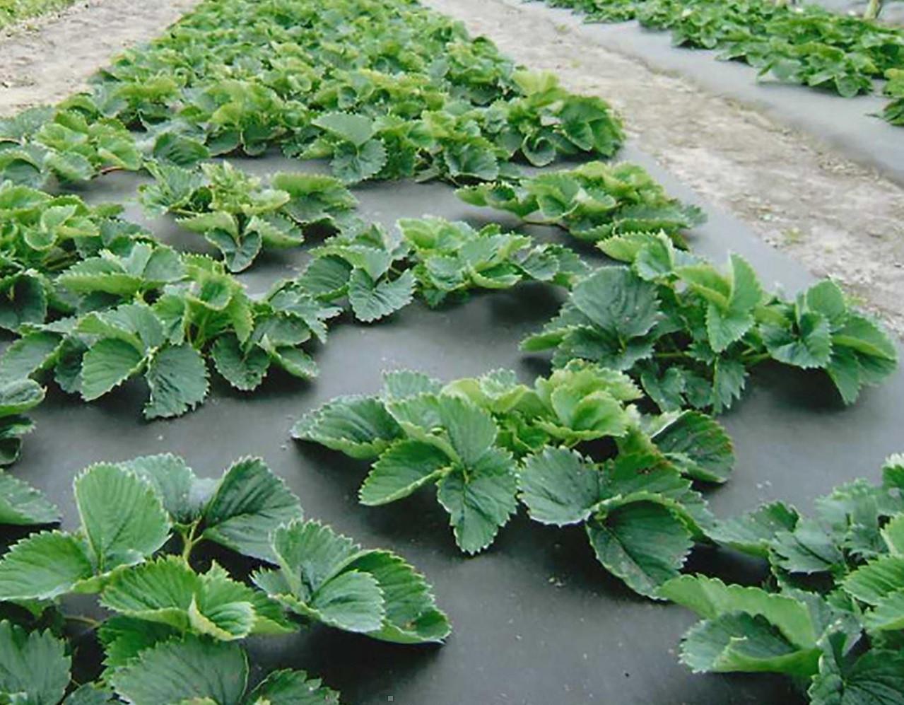 Агроволокно TSV AGRO пакетоване щільність 50 гр/м2 10x1,6 м Україна Чорний - фото 3 Агроволокно TSV AGRO пакетоване щільність 50 гр/м2 10x1,6 м Україна Чорний - фото 3