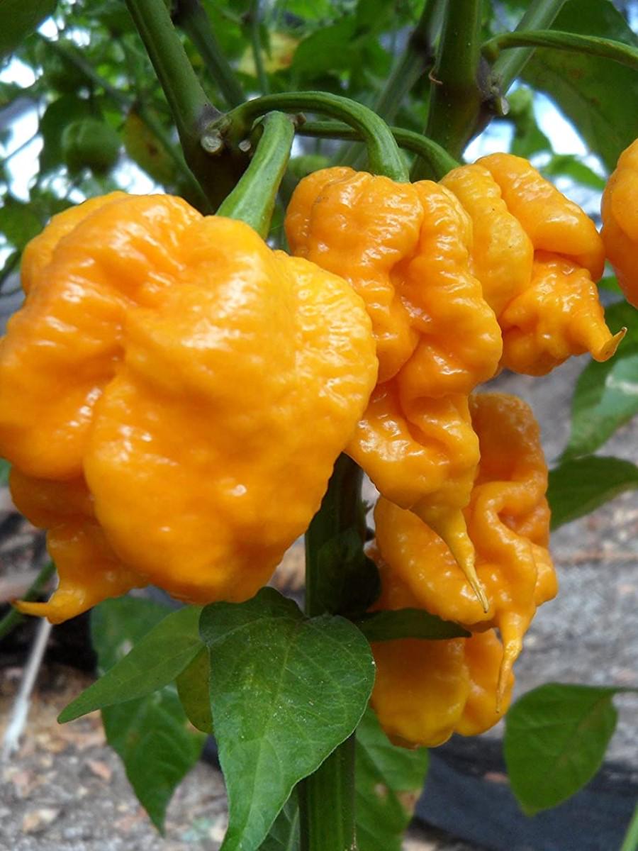 Насіння Перець гострий 7 Pot yellow 10 шт. жовтий суперхот