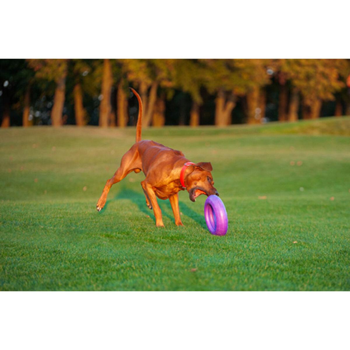 Тренувальний снаряд для собак PULLER Мaxi D 30 см (25881235) - фото 10 Тренувальний снаряд для собак PULLER Мaxi D 30 см (25881235) - фото 10