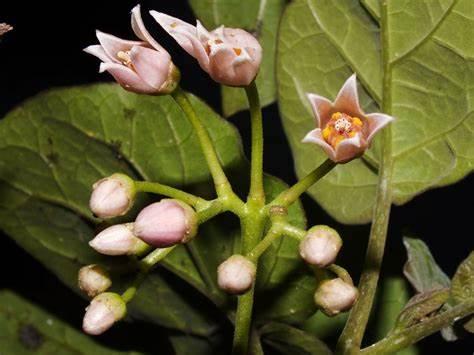 Семена Томатное дерево Solanum betaceum 5 шт. (2327940677) - фото 3