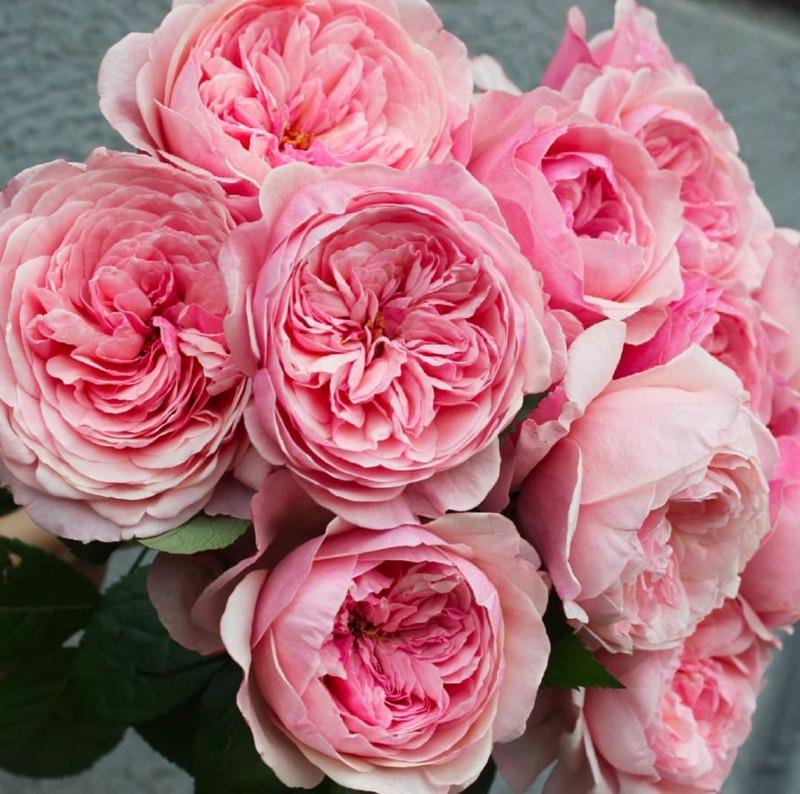 Роза Velet Victorian Pink Чайно-гибридная в контейнере (2558773369) - фото 2