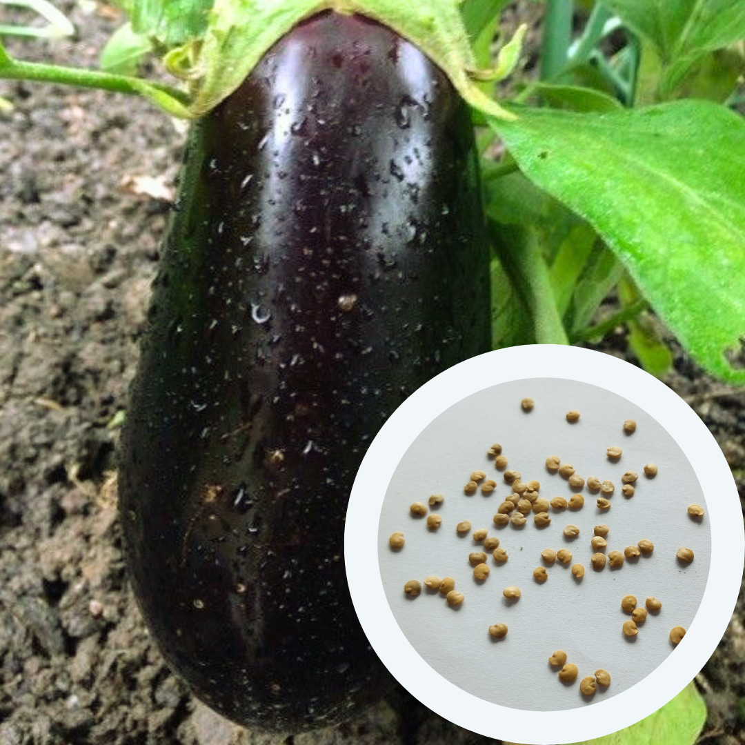 Насіння Баклажан Алмаз 0,3 г 70 шт. фіолетовий середньостиглий (RS-00883) - фото 3 Насіння Баклажан Алмаз 0,3 г 70 шт. фіолетовий середньостиглий (RS-00883) - фото 3