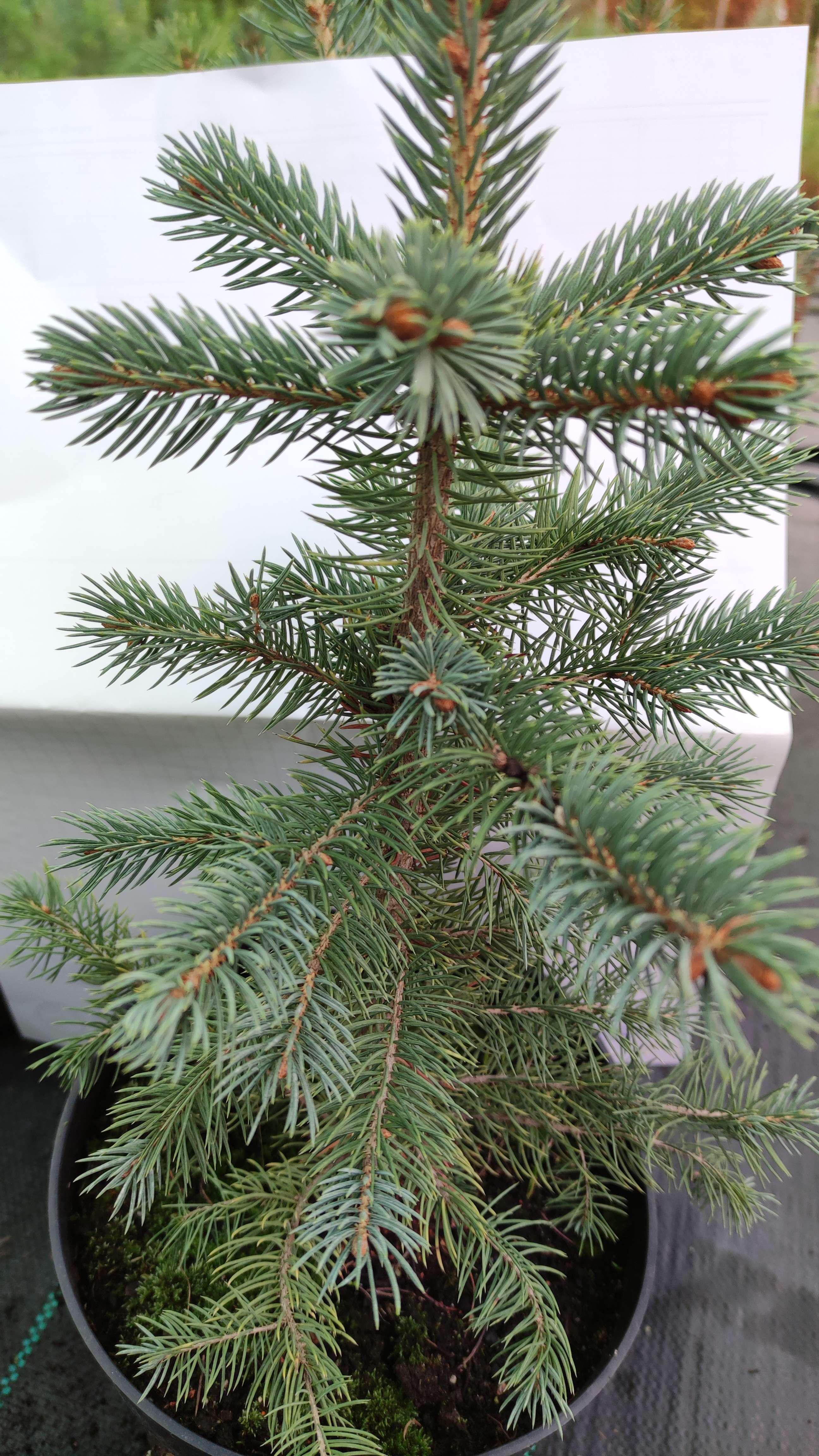 Ялинка жива Кейбаб 40 см у горщику Зелений (031) Ялинка жива Кейбаб 40 см у горщику Зелений (031)