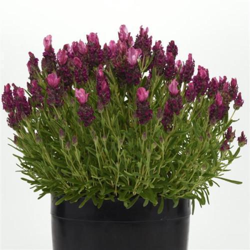 Семена цветов Лаванда BANDERA Deep Rose Kieft Seed 500 шт. h 20 см (BN10172-2)