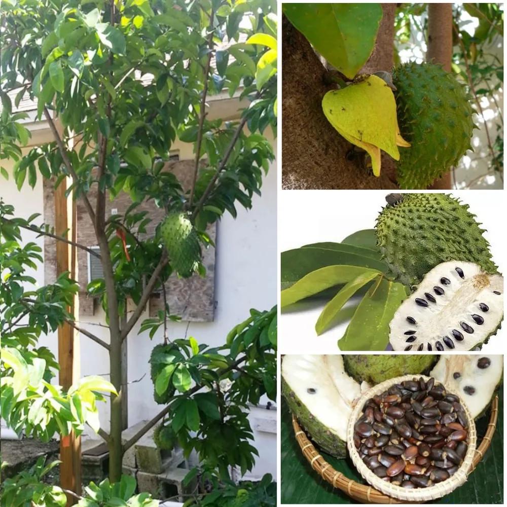 Сметанное яблоко гуанабана Annona muricata семена 5 шт. - фото 4