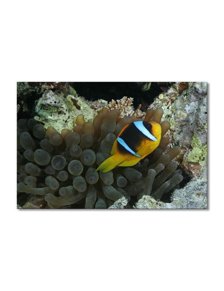 Картина модульная Рыба-клоун в кораллах 1 модуль 40х60 см