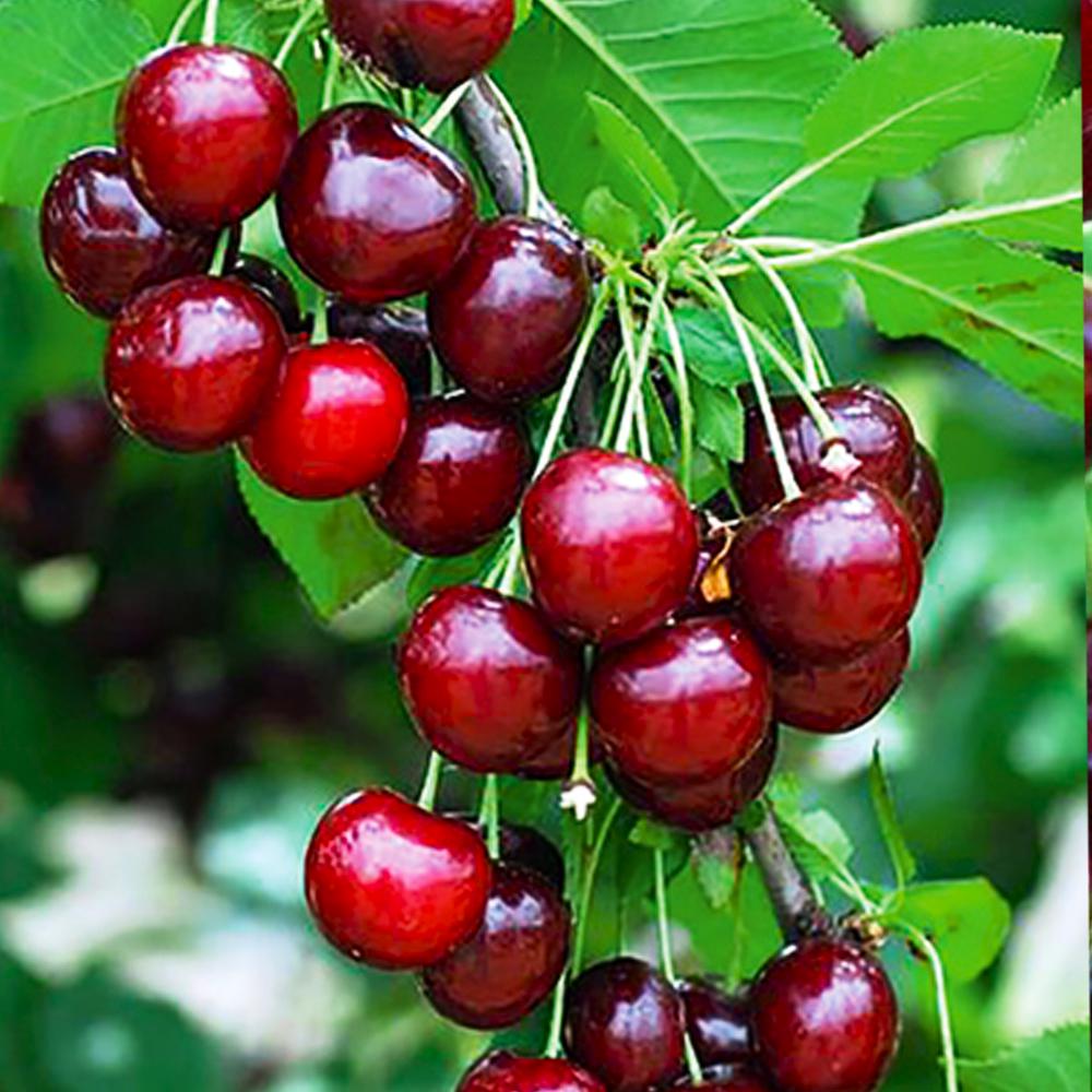 Саджанець вишні Гріот Мелітопольський 2 річний (14965801)