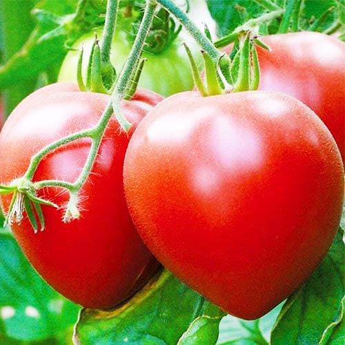 Семена Томат Florium Гопак (8964)