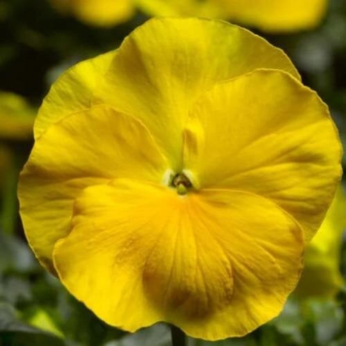 Семена цветов Виола Delta Pro F1 Clear Yellow Syngenta 100 шт. (BN12392-3)