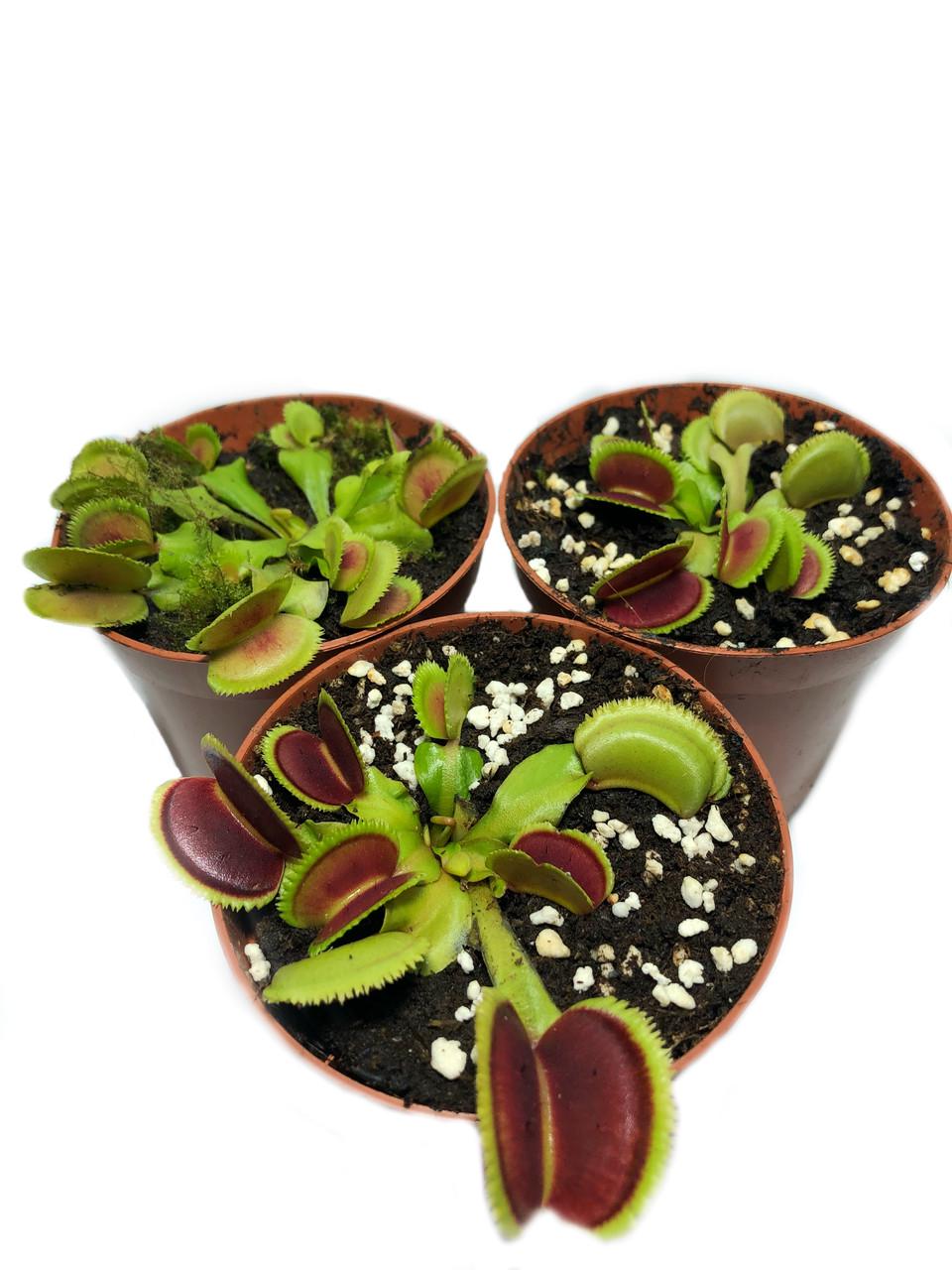 Рослини Хижак Венерина мухоловка Дентата AlienPlants Dionaea muscipula Dentate розмір M (SUN0018CP) - фото 3