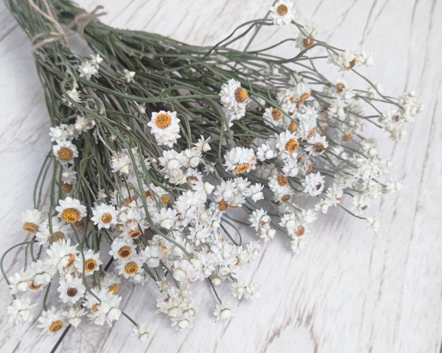 Сухоцвет аммобиум крылатый 25-35 веток