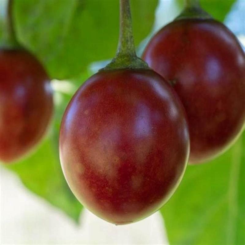 Семена Тамарилло зимостойкий Cyphomandra 20 шт. - фото 3