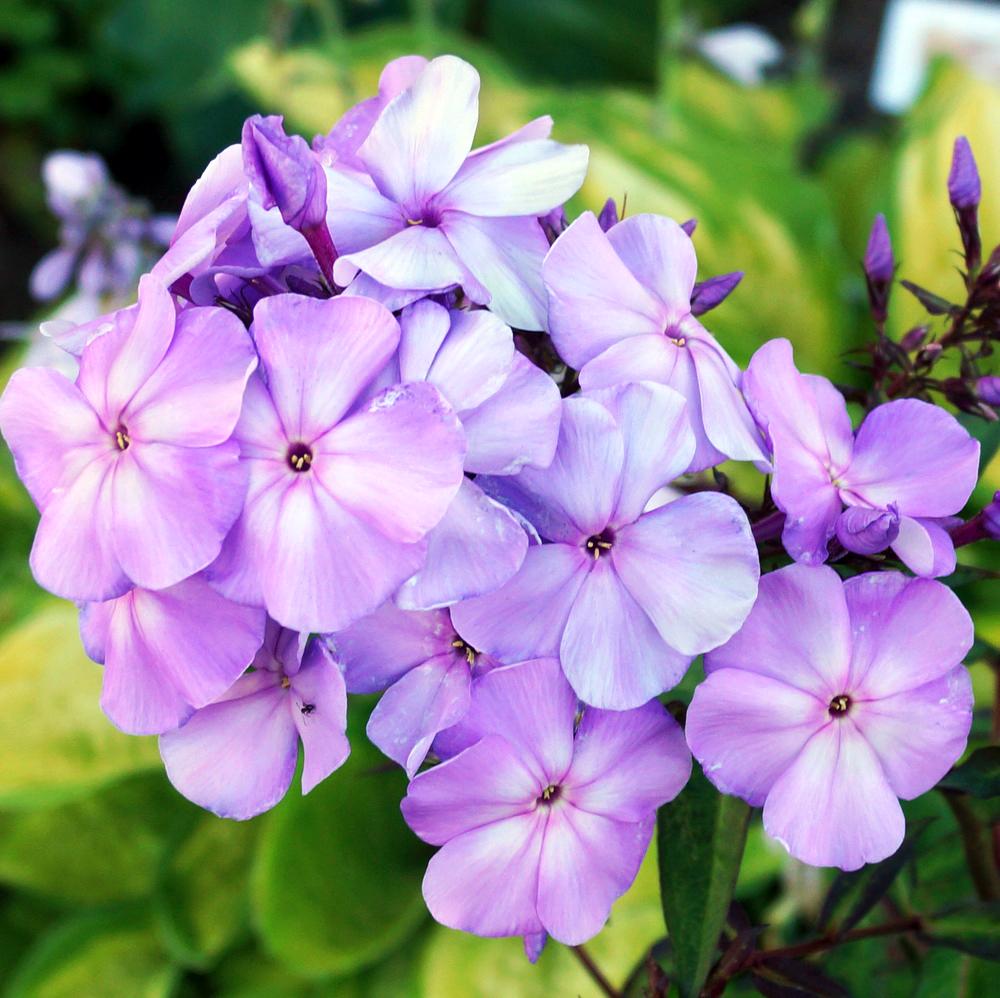Флокс метельчатый Dobrodar Lilac Time 3 шт. (38284972)