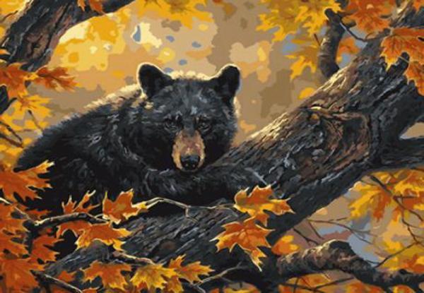 Картина по номерам Josef Otten Животные Медведь на дереве 40х50 см в термопакете (6304OTG_O-mt)