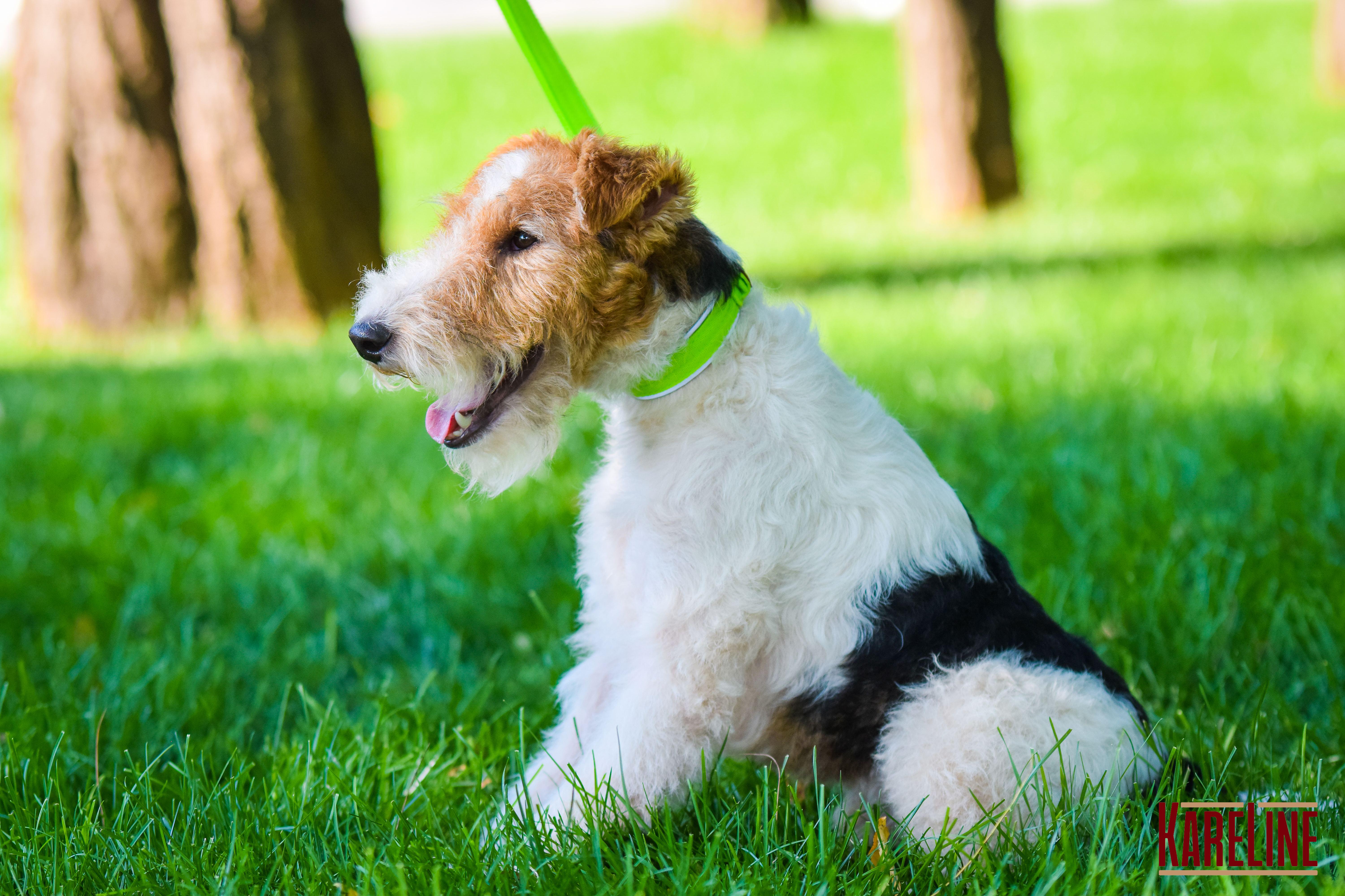 Нашийник KareLine посилений нейлоновий зі світловідбивним кантом 25 мм 380-460 мм 48 мм Салатовий (0950/5) - фото 4