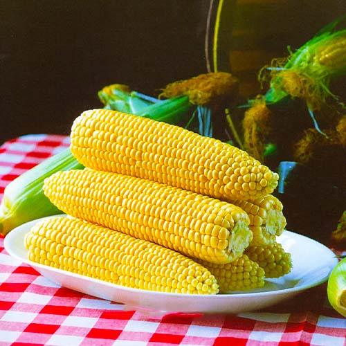 Семена Кукурудза Florium Цукрова Спиріт F1 (4199)