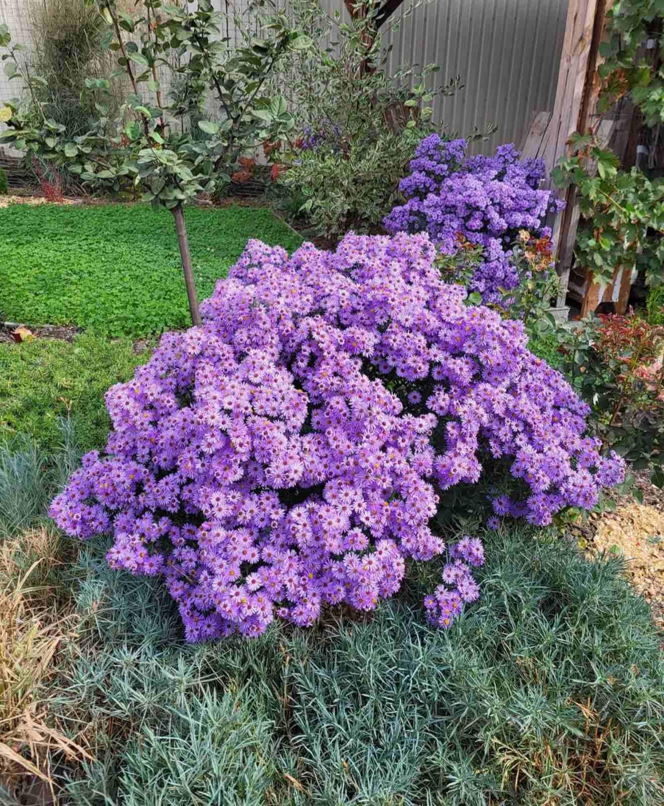 Саженец Астра осенняя многолетняя Р9 (2-42)