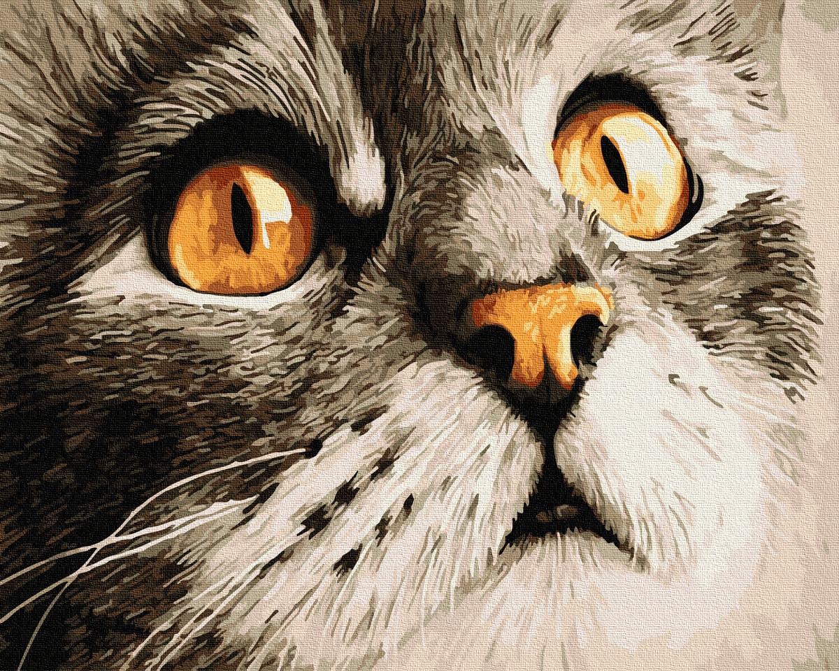 Картина по номерам Brushme GX23782 Посмотреть котика Сера 40x50 см (1313277344)