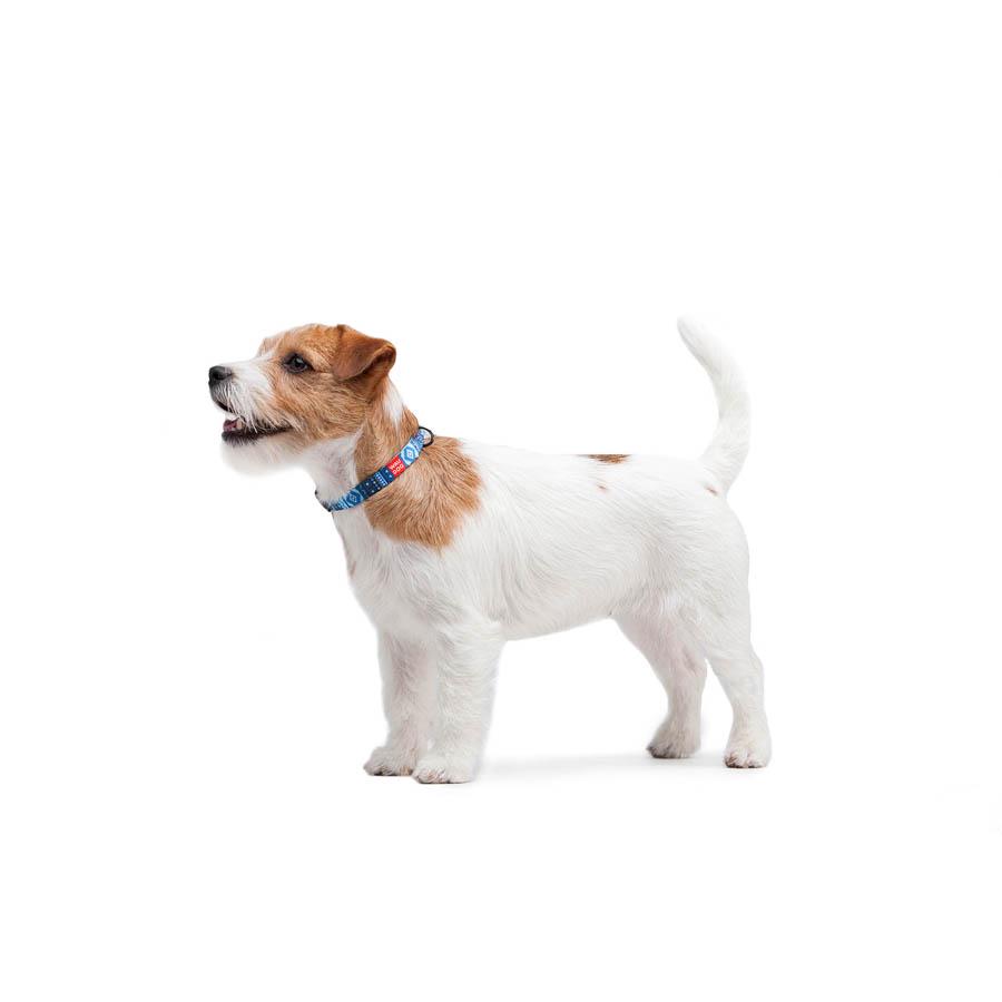 Ошейник для собак с QR-паспортом Waudog Nylon Этно пластиковый фастекс 15 мм 25-35 см Blue (4582) - фото 6