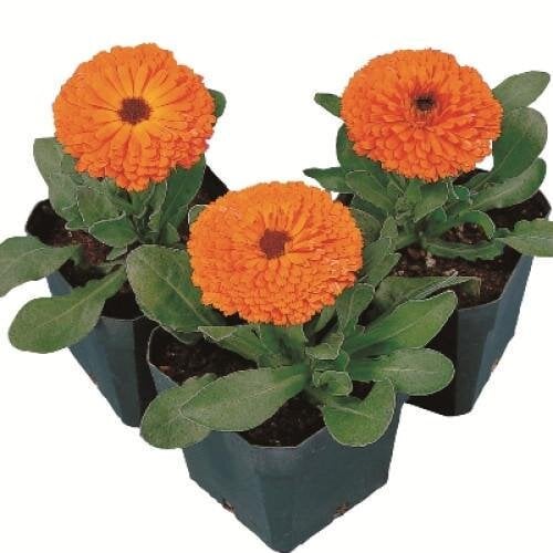 Семена цветов Календула лекарственная Calypso Orange Black Center Sakata 250 шт. (BN06535-2)