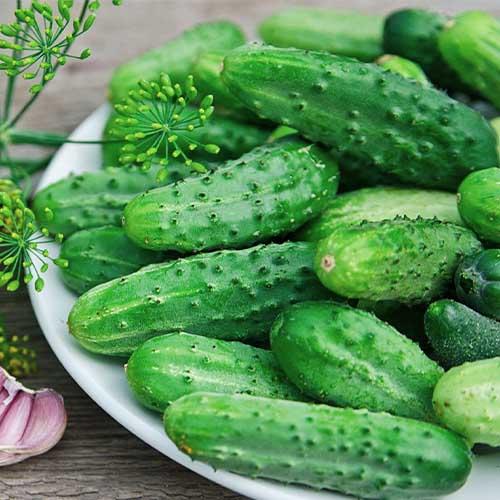 Семена Огірок Florium Засолочний (8884)