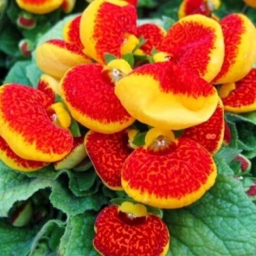 Семена цветов Кальцеолярия гибрид Dainty Red & Yellow Sakata 1000 шт. (BN06531)