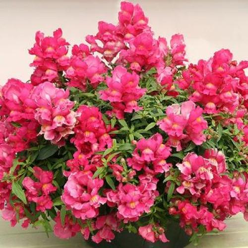 Семена цветов Львиный зев Candy Showers Rose Sakata 50 шт. (BN06372-3)