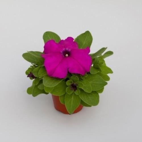 Насіння квітів Floranova Петунія великоквіткова Espresso Grande Purple 1000 шт. (BN07843)