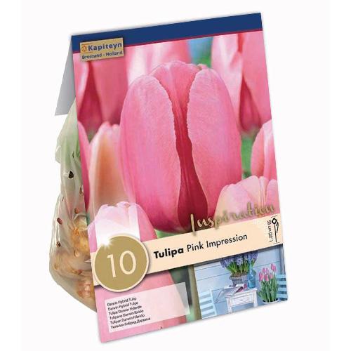 Тюльпан Florium Pink Impression брендовые луковицы Kapiteyn (15326)