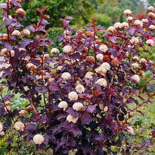 Пузыреплодник Florium Little Devil (22556)
