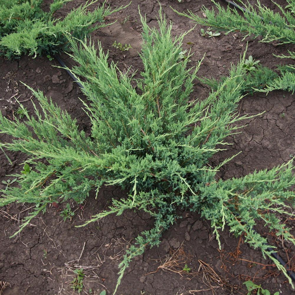 Саджанець ялівця козацького Glauca горщик 1,5 л (2098112293)