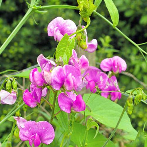 Насіння Горошок Florium Запашний Френк (14067) - фото 2 Насіння Горошок Florium Запашний Френк (14067) - фото 2