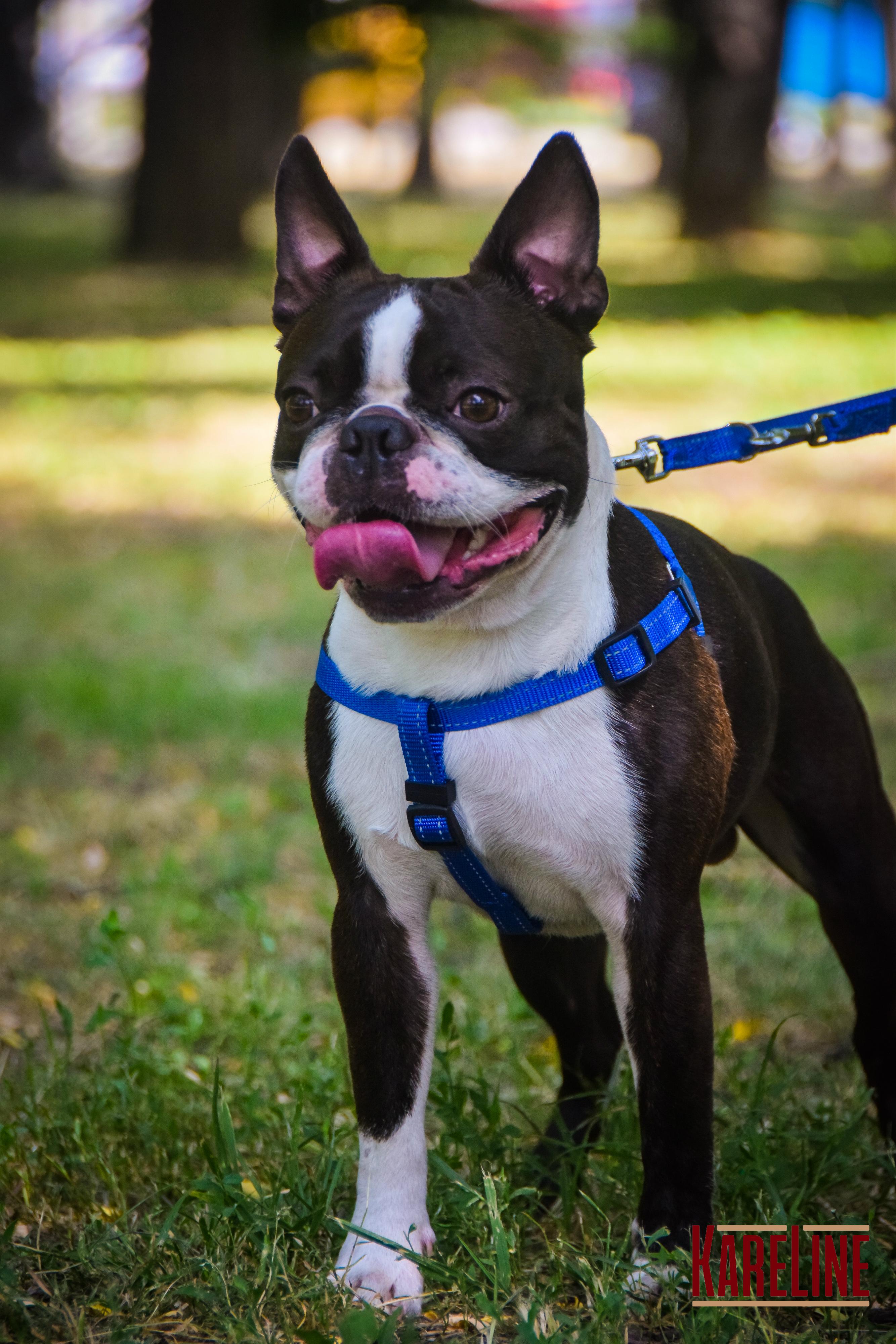 Шлея KareLine из нейлона с пластиковой пряжкой 10 мм А:240-300 мм В:260-400 мм Синий (0861/7) - фото 8