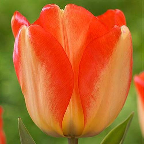 Тюльпан Florium American Dream (9734)