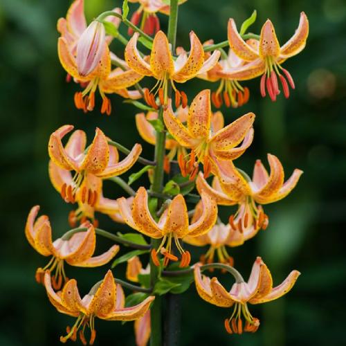 Лилия Florium Guinea Gold (3878) - фото 3 Лилия Florium Guinea Gold (3878) - фото 3