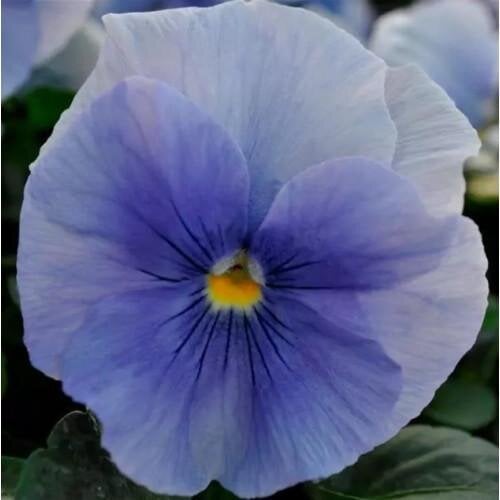 Семена цветов Виола Spring Matrix F1 Blue PanAmerican 100 шт. (BN10123-3)