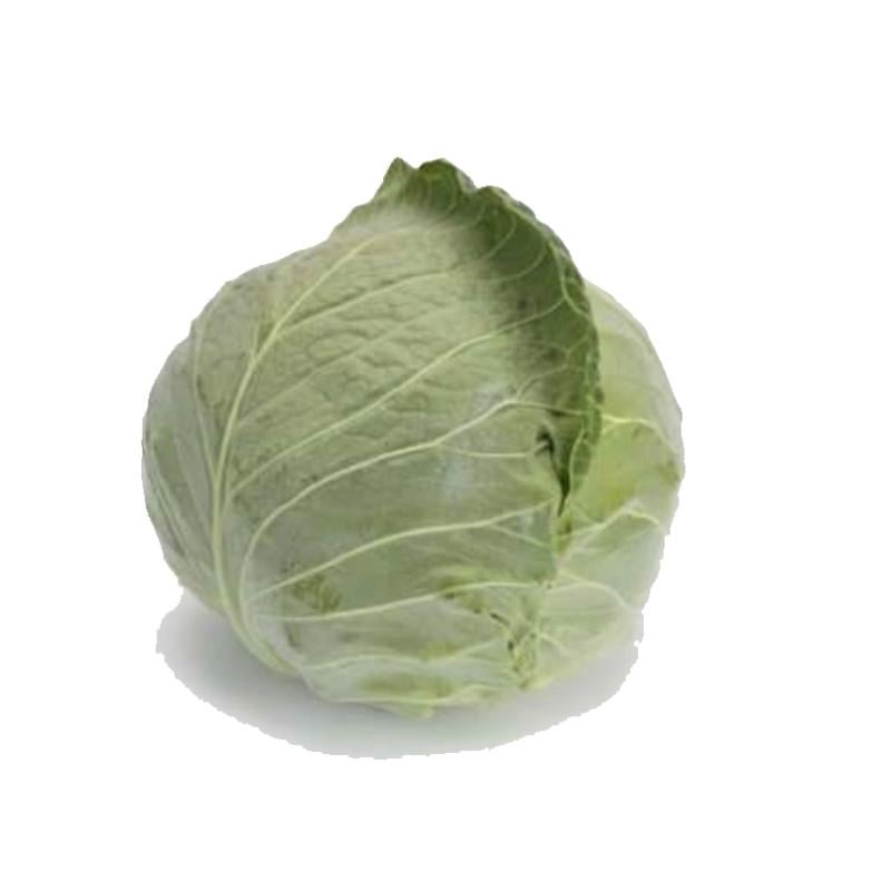 Семена Капуста Белокочанная Syngenta GALIKAN 2 500 шт. (1985384227)