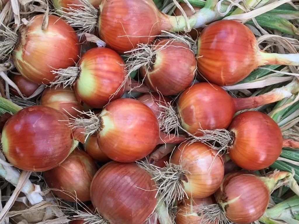 Семена Лук Репчатый Syngenta VISION F1 250 000 шт. (1988246022)