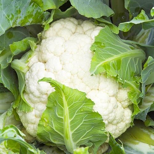 Семена Капуста Florium Цвітна Каспер F1 10 шт. (8443) - фото 2 Семена Капуста Florium Цвітна Каспер F1 10 шт. (8443) - фото 2