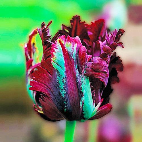 Тюльпан Florium Black Parr (3317) - фото 3 Тюльпан Florium Black Parr (3317) - фото 3