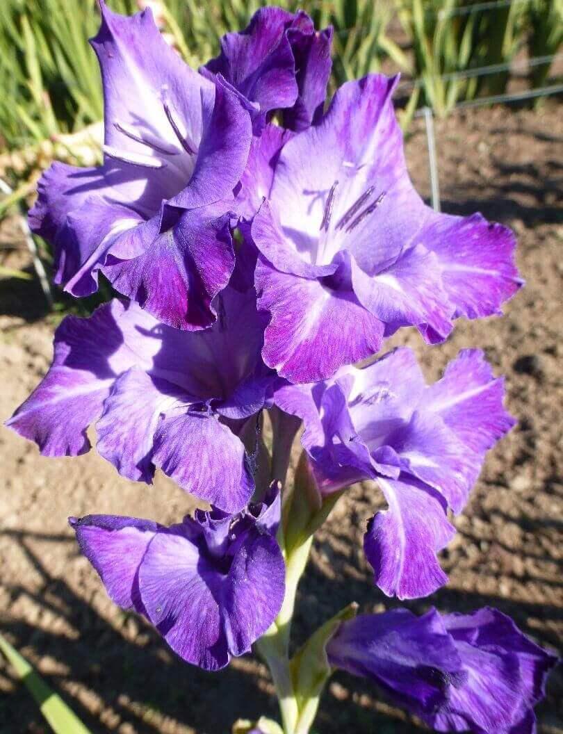 Гладиолус Блю Айсла Blue Isle 9 шт. (38283397)
