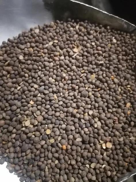 Насіння пелюшка віка волосиста 1 кг (1895219076)