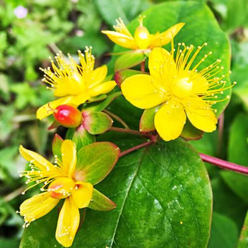 Зверобой Florium Peter Dummer (6019)