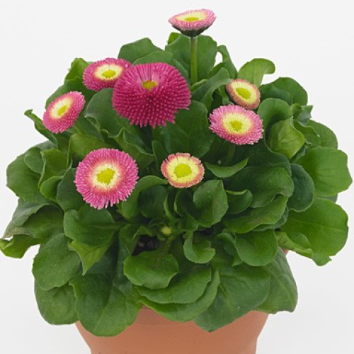 Семена цветов Benary Маргаритка BellaDaisy Rose 100 шт. (BN11627-3)