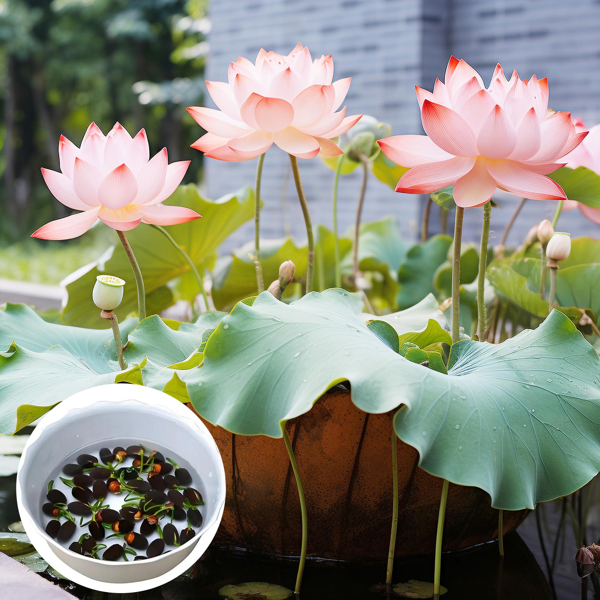 Насіння лотоса бонсай BowlLotus 50 шт. мікс кольорів (2320) - фото 2 Насіння лотоса бонсай BowlLotus 50 шт. мікс кольорів (2320) - фото 2