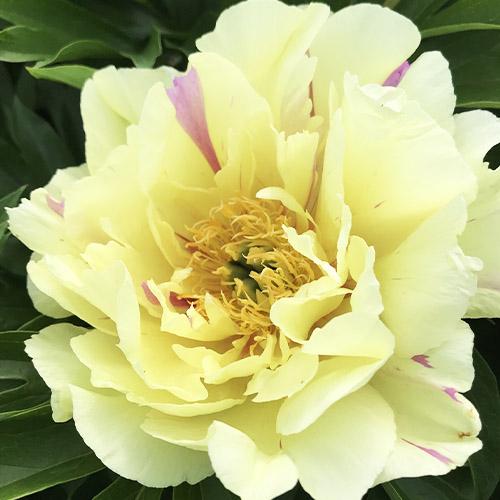 Пион Florium ITOH Yellow Dream (22314)