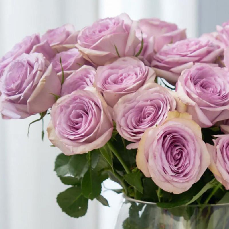 Роза Velet Lullaby на штамбе (2669460712)