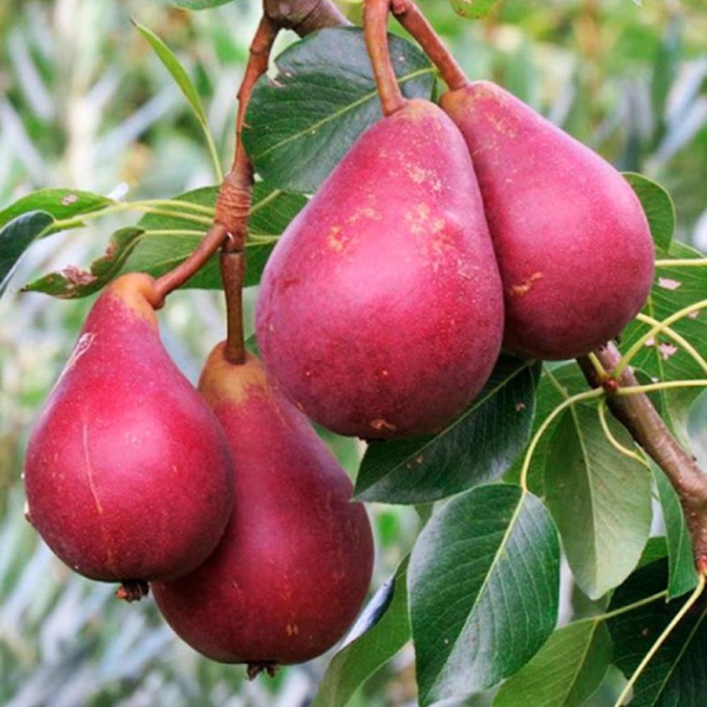 Саженец груши Старкримсон 2 летний (14965667)